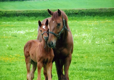 Folly Farm - Home